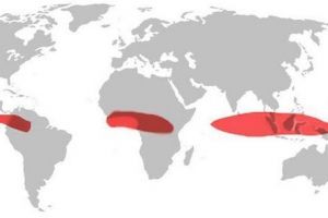 Pas klimatyczny równikowy Pas klimatyczny równikowy